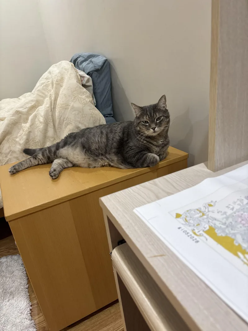 A senior large-sized female Domestic Short Hair cat named Jersey Boy for adoption in Lincoln Park, NJ