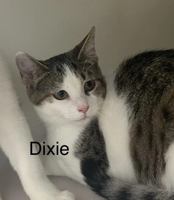 Dixie