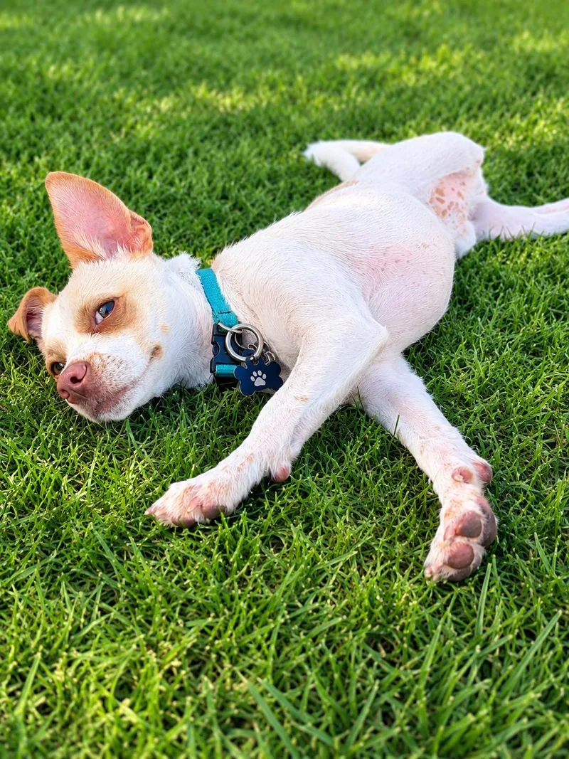 A young small-sized male Chihuahua dog named Joey for adoption in Rolling HIlls Estates , CA
