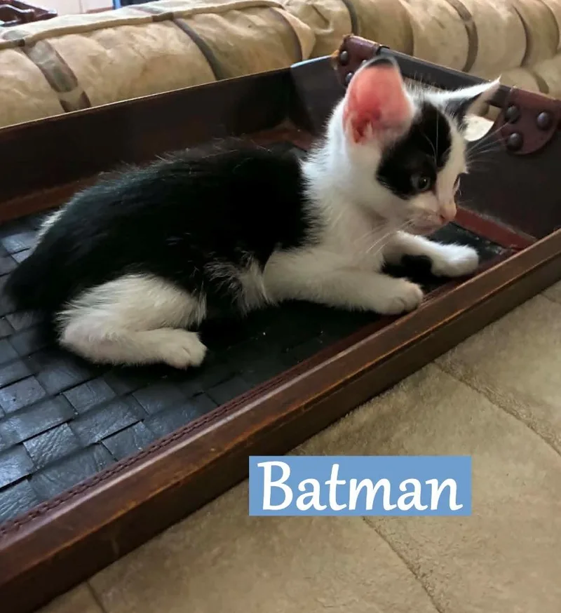 A baby medium-sized male Manx cat named Batman for adoption in Hoover , AL