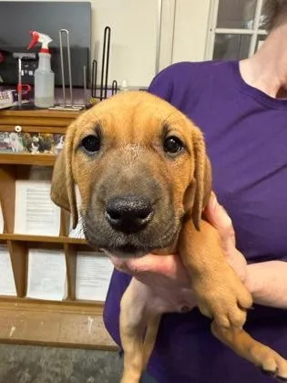A baby small-sized female Mixed Breed dog named Waves for adoption in West Chester, PA