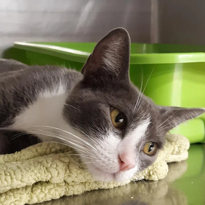 An adult medium-sized female Gray / Blue / Silver Domestic Short Hair cat named Glorristi for adoption in Spokane, WA