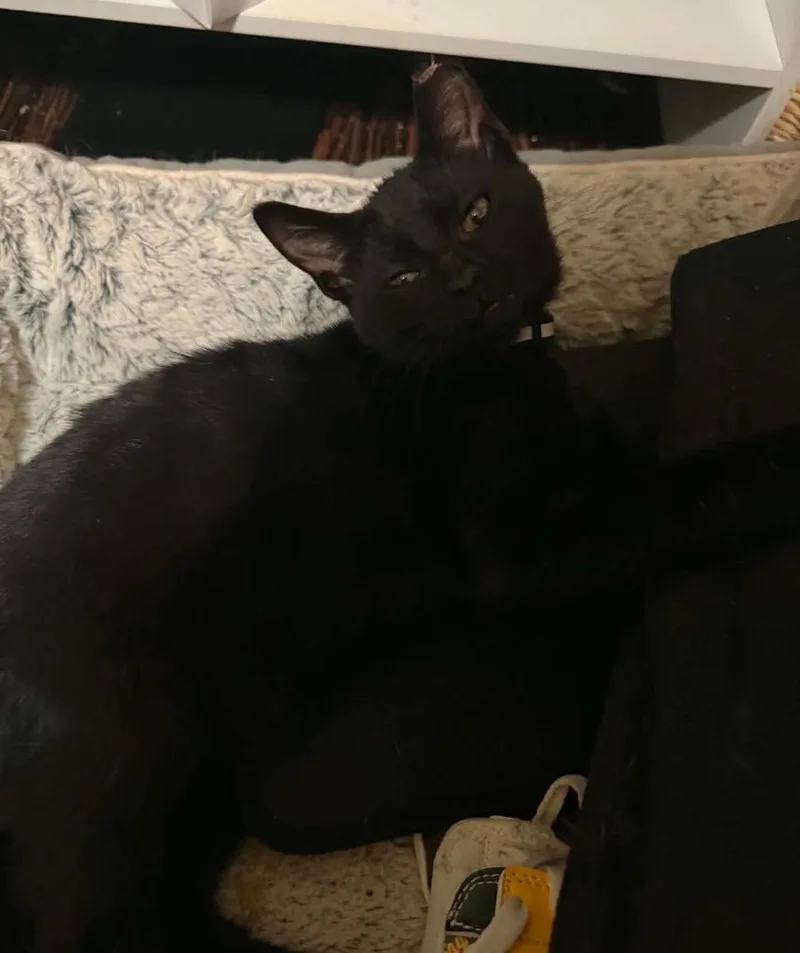 A baby small-sized male Domestic Short Hair cat named Asher for adoption in Fond Du Lac, WI