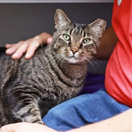 An adult small-sized male Brown / Chocolate Domestic Short Hair cat named Cumin for adoption in Atlanta, GA