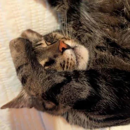 Cumin thumbnail 3