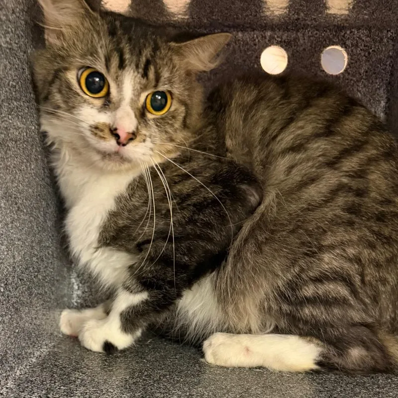 An adult medium-sized male Brown / Chocolate Domestic Short Hair cat named Copper for adoption in Birmingham, AL