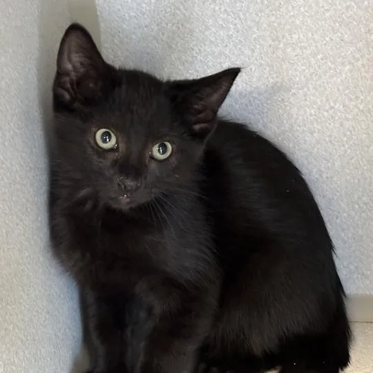 A baby small-sized male Black Domestic Short Hair cat named CocaCola for adoption in Davenport, IA