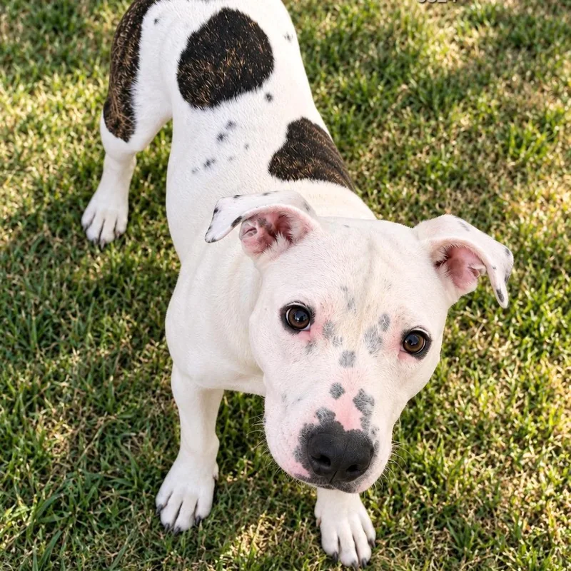 An adult medium-sized female White / Cream Pit Bull Terrier dog named Panda for adoption in Klamath Falls, OR