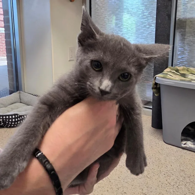 A baby small-sized female Gray / Blue / Silver Domestic Short Hair cat named Bubbles for adoption in Oshkosh, WI