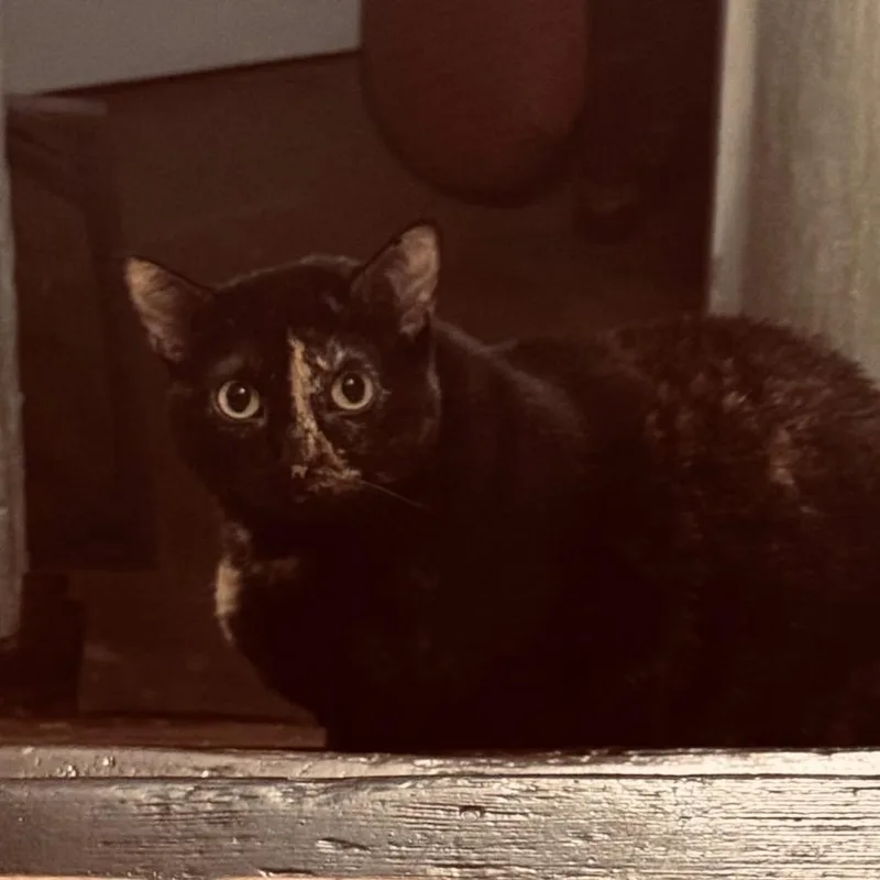 An adult large-sized female Brown / Chocolate Domestic Short Hair cat named Ally Ix for adoption in Little Rock, AR