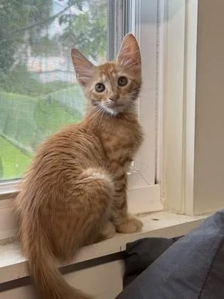 A young small-sized male Domestic Medium Hair cat named Blynken for adoption in River Ridge, LA