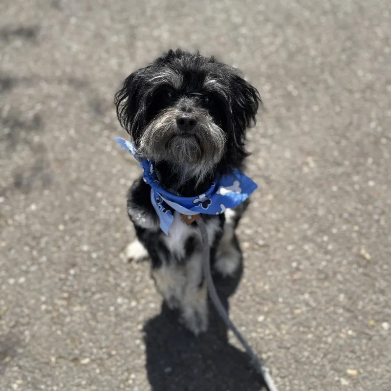 An adult small-sized male Black Terrier dog named Webber for adoption in Newberg, OR