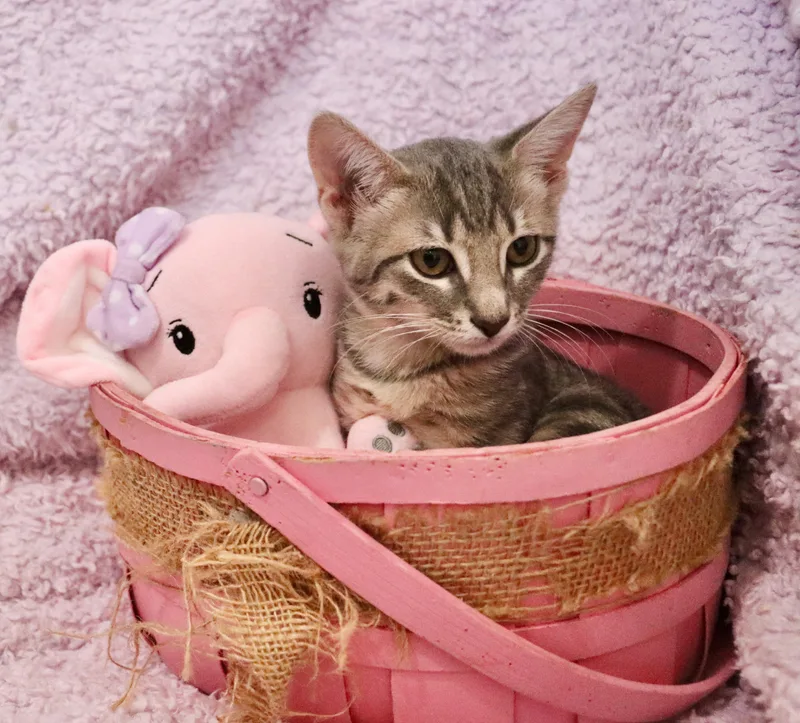 A baby medium-sized female Tabby (Buff / Tan / Fawn) Tabby cat named Marina for adoption in Saint Augustine, FL