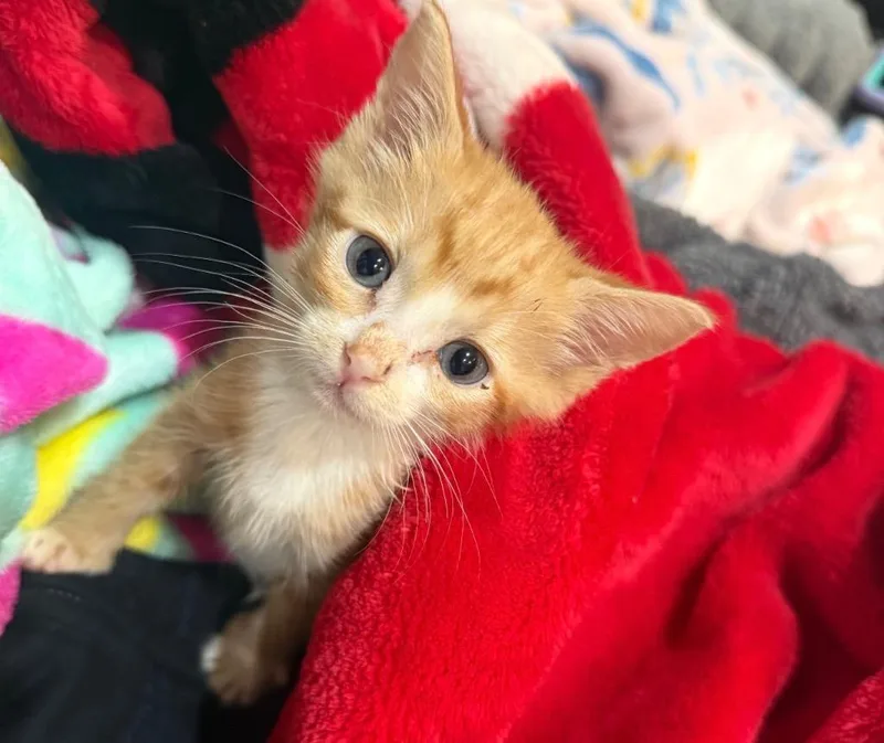 Nugget H