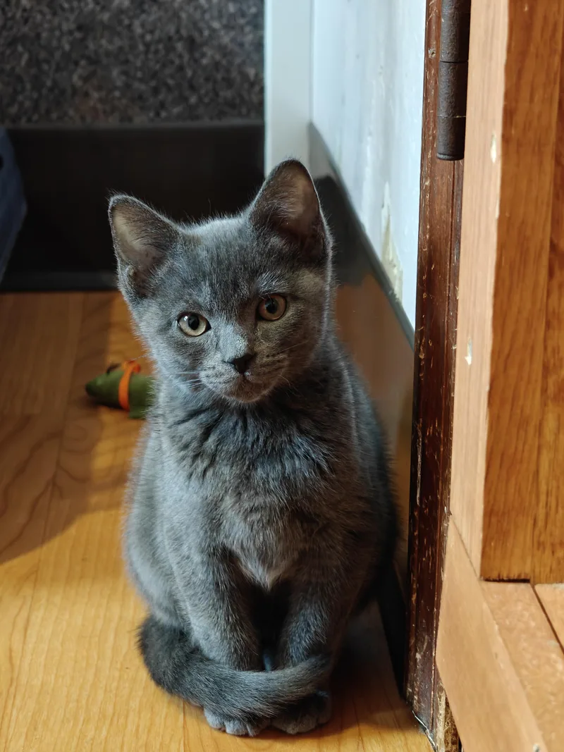 Meatball & Pepper thumbnail 2