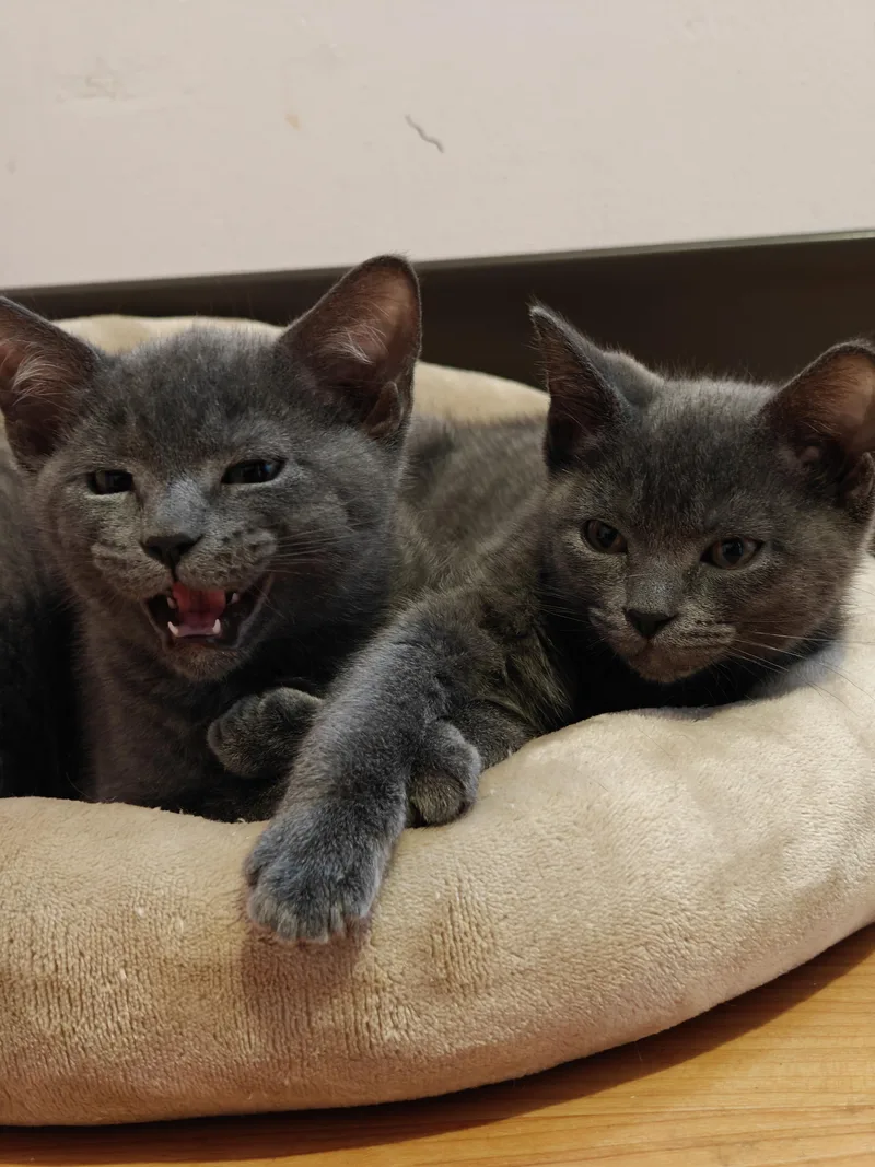 A baby small-sized male Gray / Blue / Silver Domestic Short Hair cat named Meatball & Pepper for adoption in New Britain, CT