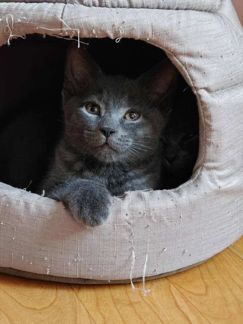 Meatball & Pepper thumbnail 3