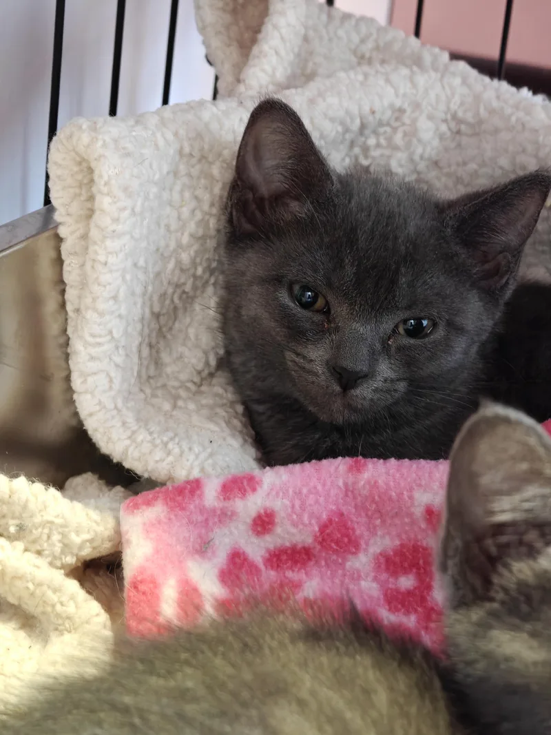 Meatball & Pepper thumbnail 4