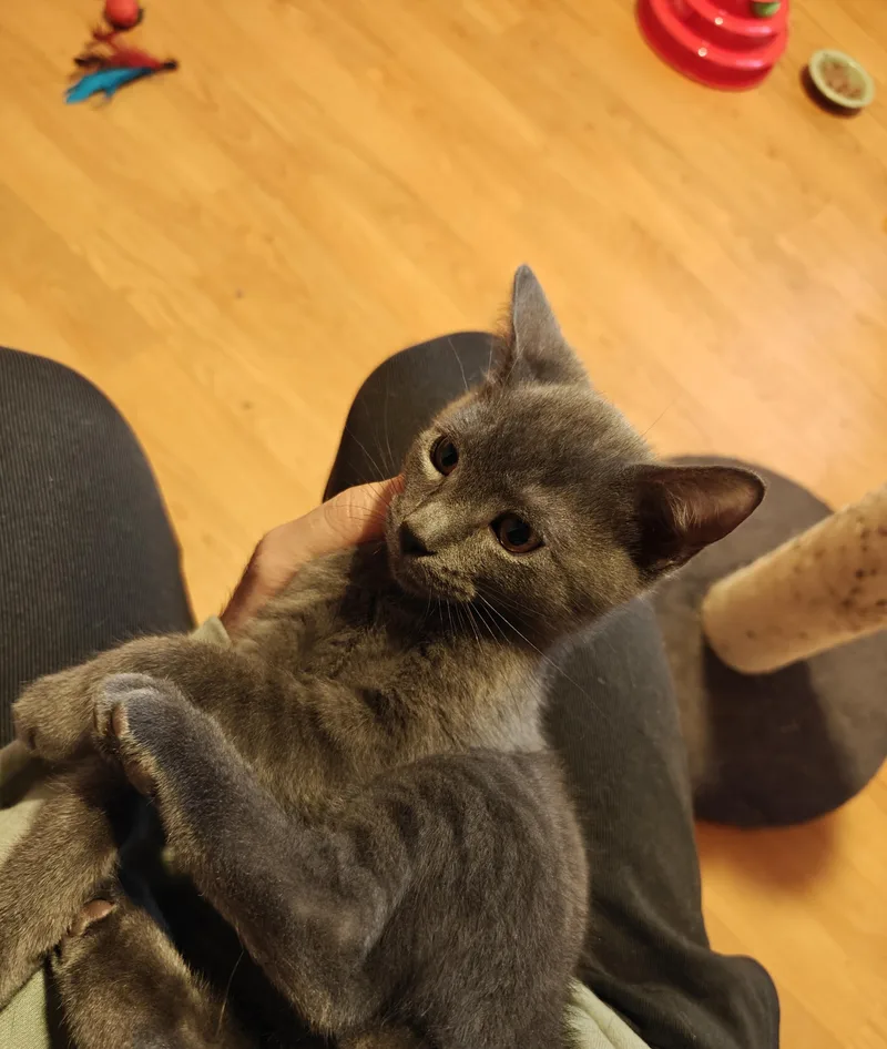 Meatball & Pepper thumbnail 5