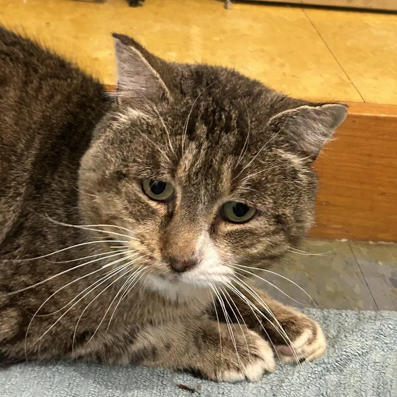 An adult large-sized male Brown / Chocolate Domestic Short Hair cat named Tigger for adoption in Brimfield, MA