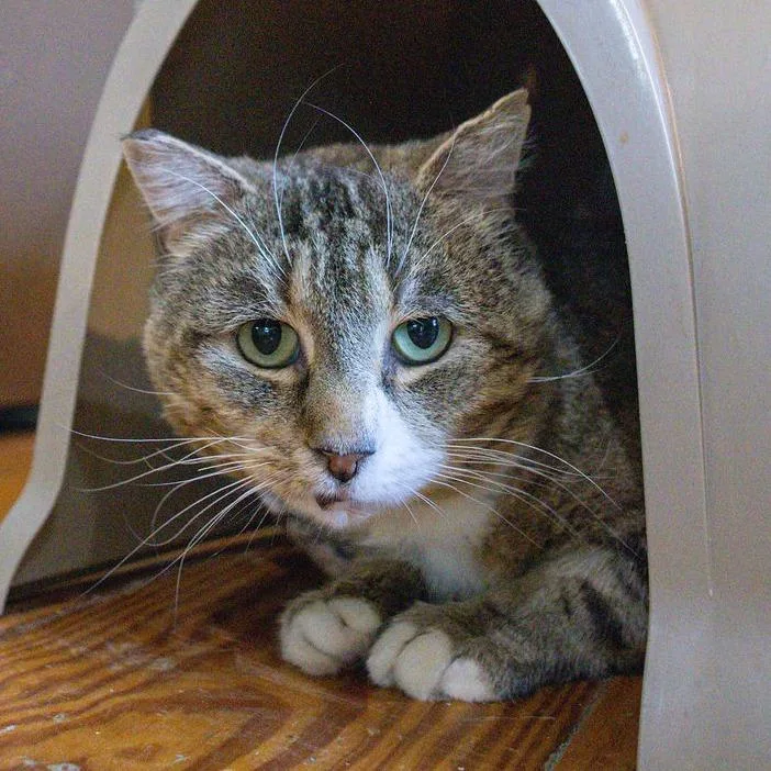Tigger thumbnail 5