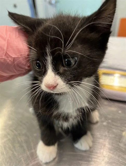 A baby small-sized male Black & White / Tuxedo Domestic Medium Hair cat named Guy for adoption in Tavares, FL