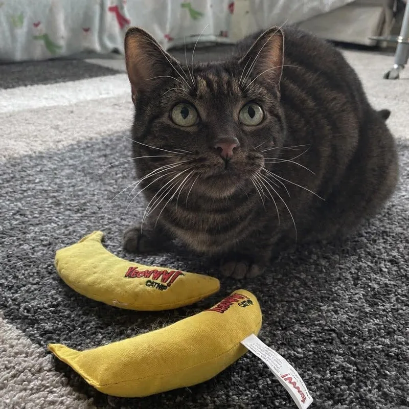 An adult medium-sized female Domestic Short Hair cat named Oven Mitts for adoption in Portland, OR