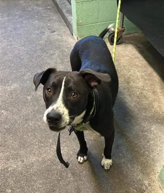 An adult medium-sized female Pit Bull Terrier dog named Sweetheart for adoption in Sacramento, CA