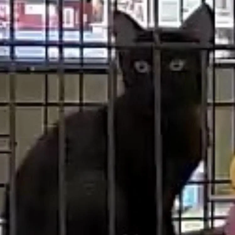 A baby medium-sized female Black Domestic Short Hair cat named Olly wRizzo for adoption in Silverton, OR