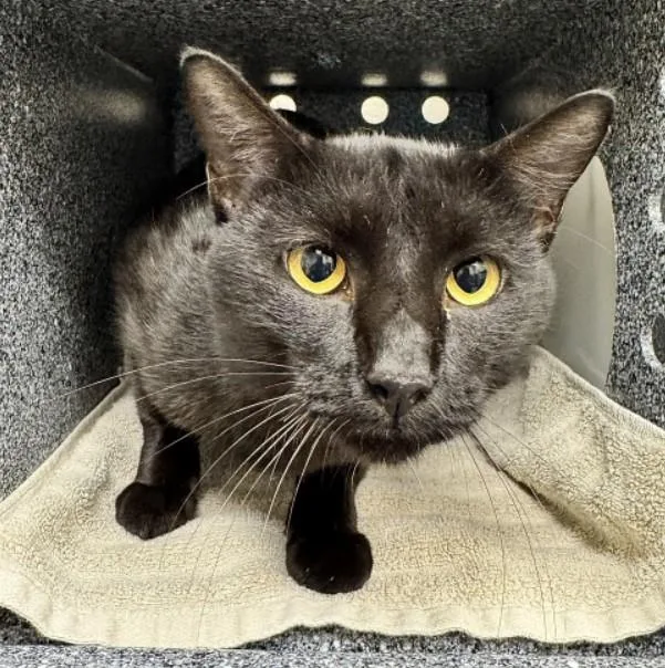 An adult medium-sized male Domestic Short Hair cat named Joshua for adoption in Naples, FL