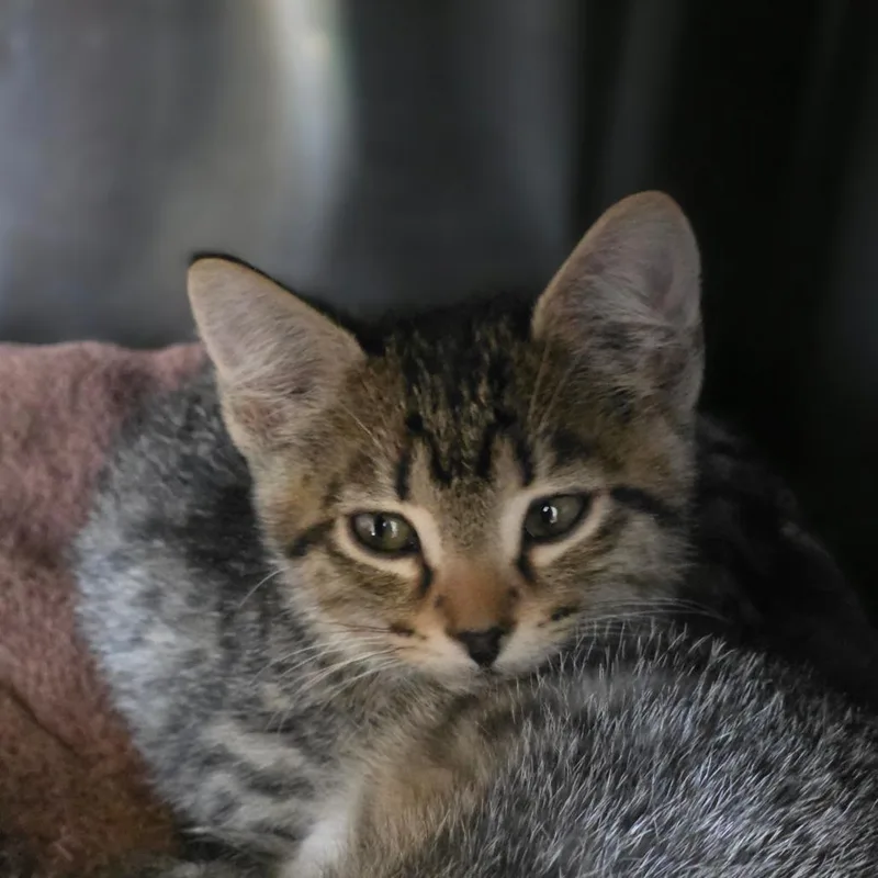 A baby small-sized male Brown / Chocolate Domestic Short Hair cat named Sonic for adoption in Spokane, WA