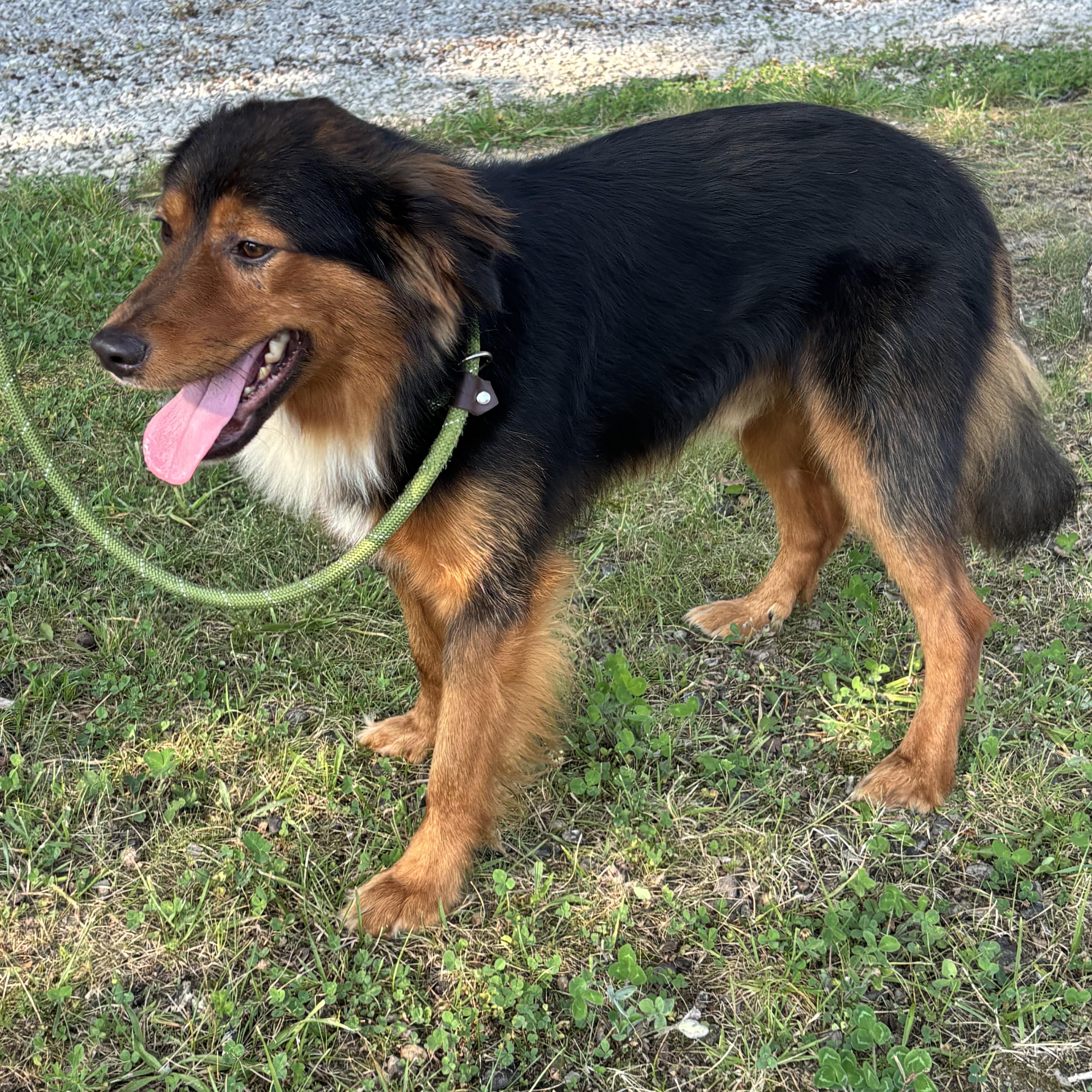 A young medium-sized male Black Mixed Breed dog named Stevie for adoption in Ashland, OH