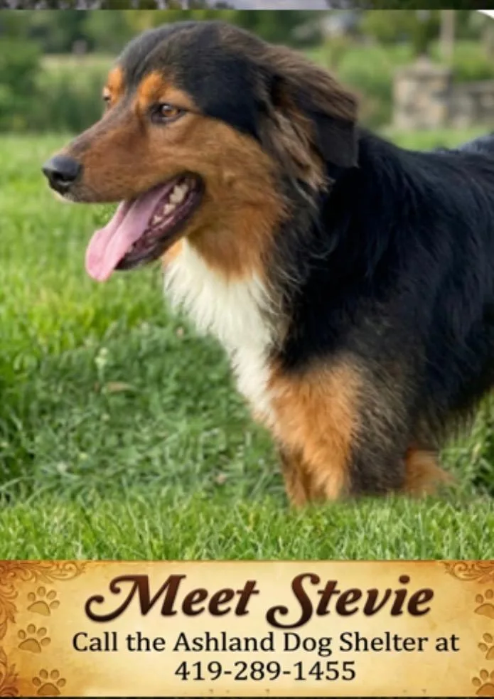 Stevie thumbnail 2