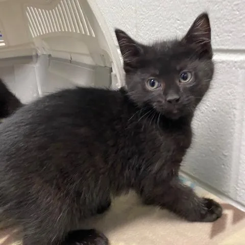 A baby small-sized male Black Domestic Short Hair cat named Joey for adoption in Dayton, OH