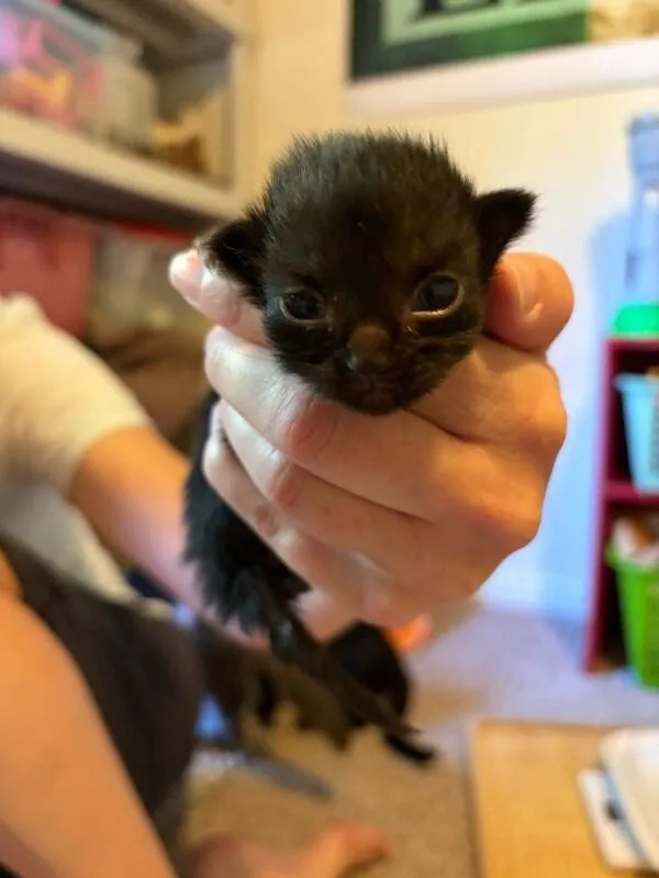 Onyx