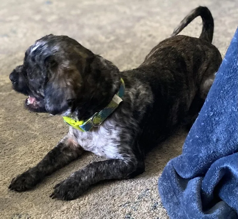 An adult small-sized male Shih Tzu dog named Otis Oakley for adoption in Waunakee, WI