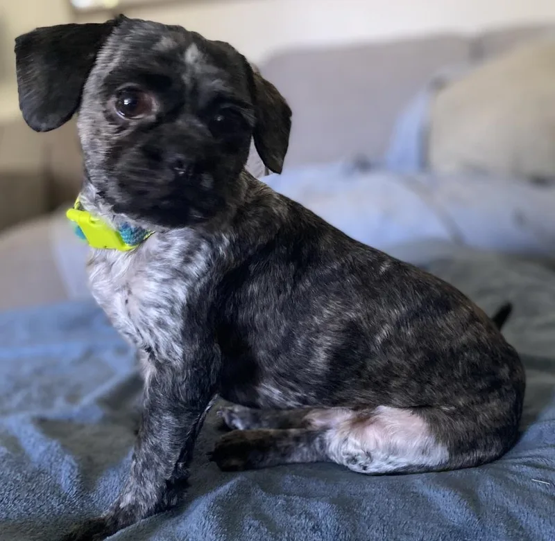 Otis Oakley thumbnail 4