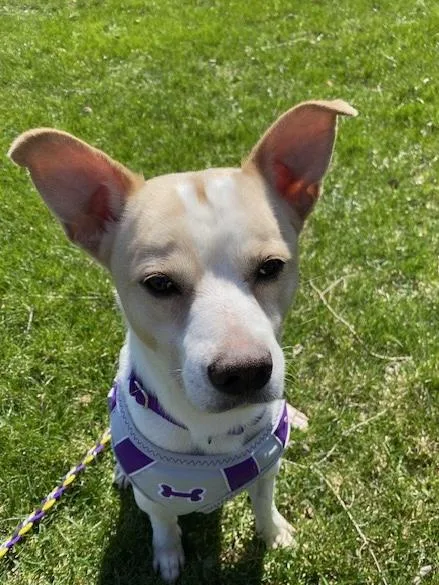 A young small-sized male White / Cream Terrier dog named Chuckles for adoption in Farmington, MN
