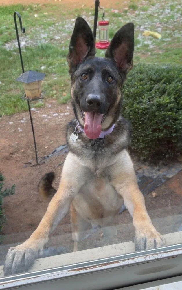 An adult large-sized female German Shepherd Dog dog named Cleo for adoption in Mocksville, NC