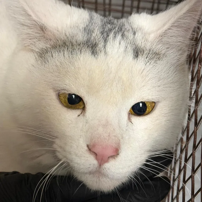 A senior extra large-sized male White Domestic Short Hair cat named Sammy for adoption in Yuma, AZ