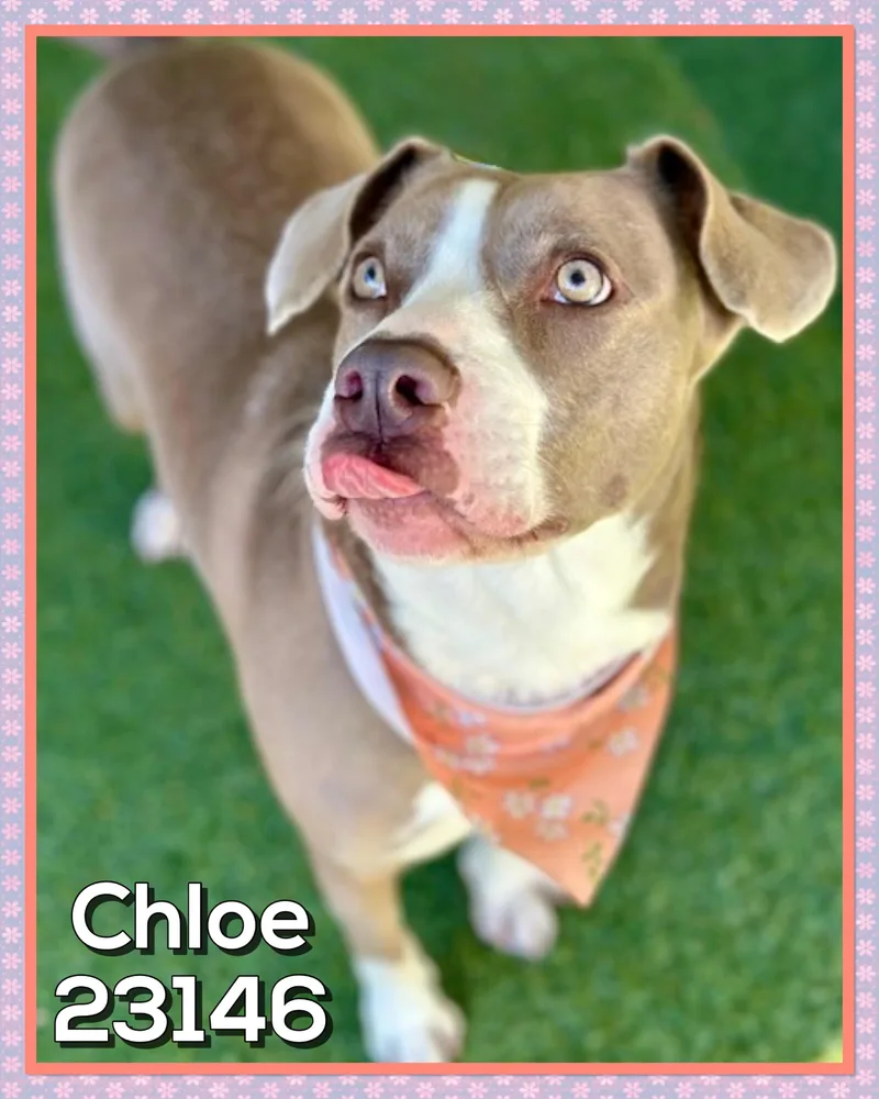 An adult medium-sized female Brown / Chocolate Pit Bull Terrier dog named Chloe for adoption in Marietta, GA