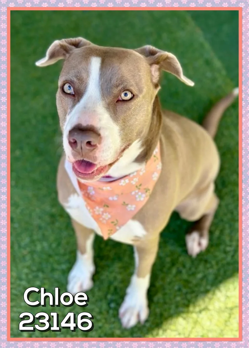 Chloe thumbnail 2