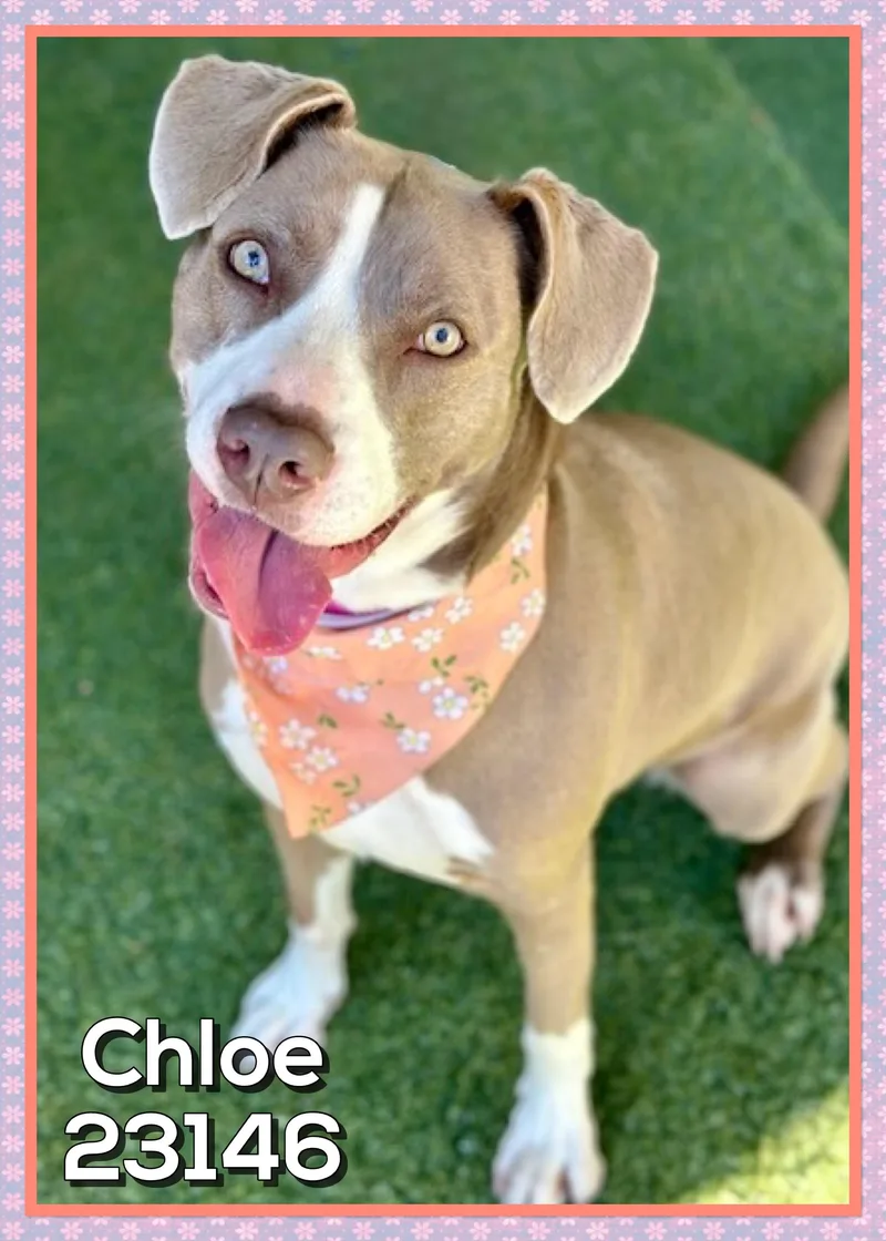 Chloe thumbnail 4