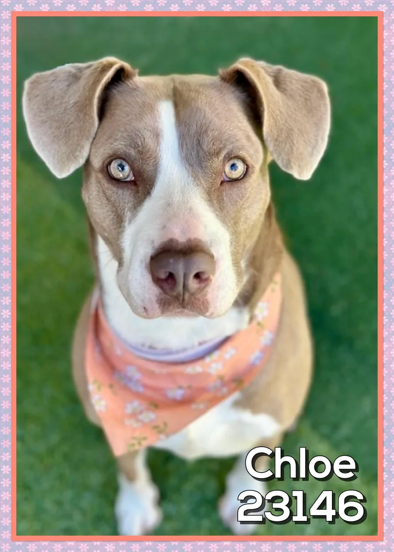 Chloe thumbnail 5