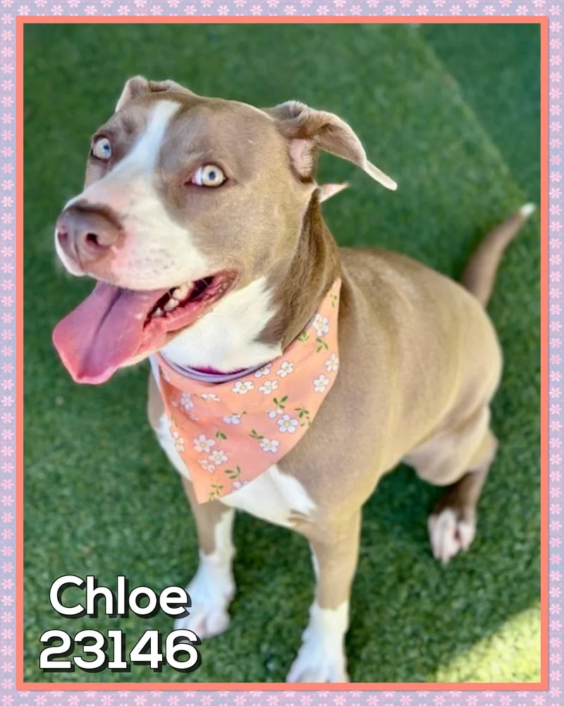 Chloe thumbnail 6
