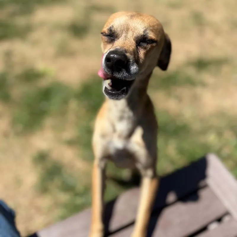 A senior small-sized male Brown / Chocolate Chihuahua dog named Bambi for adoption in Roxboro, NC