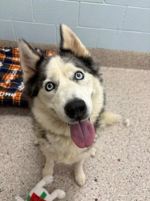 An adult medium-sized female Siberian Husky dog named Miss Luna for adoption in Brighton, CO