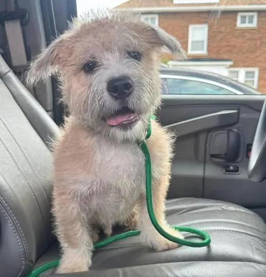 Cooper