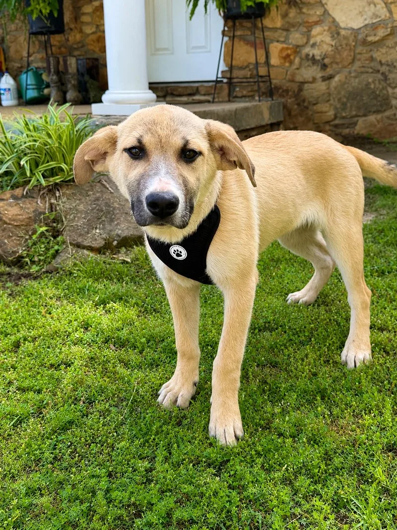 A baby medium-sized male Golden Black Mouth Cur dog named Boy George for adoption in Holly Springs, MS