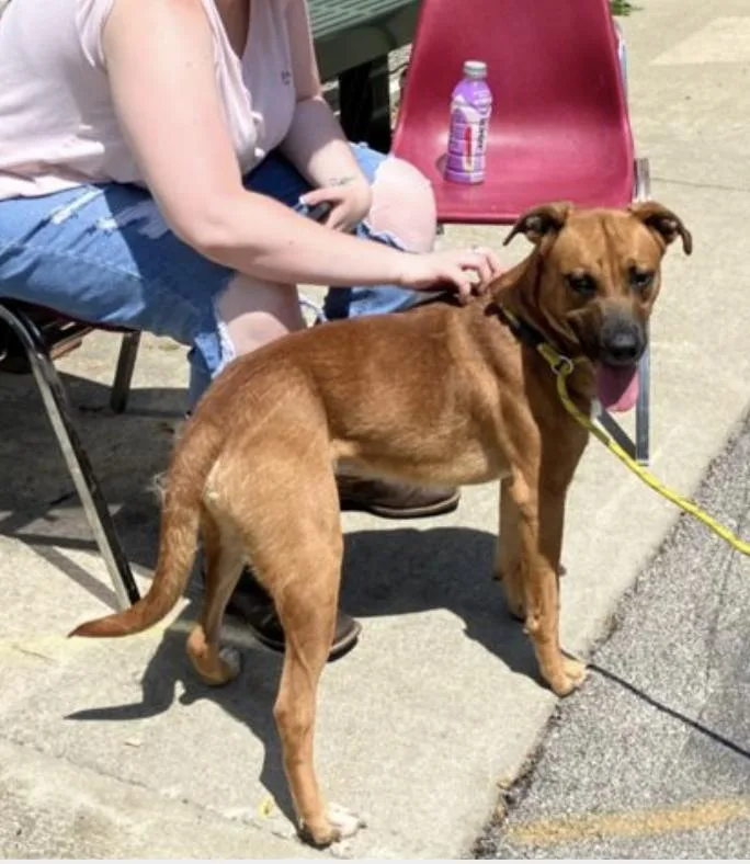 An adult medium-sized male Red / Chestnut / Orange German Shepherd Dog dog named Oscar for adoption in Terre Haute, IN